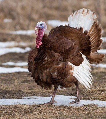 Turkeys for Sale