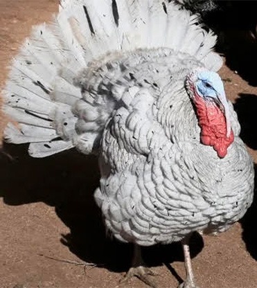 Turkeys for Sale