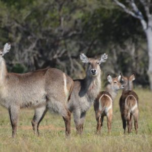 Waterbuck for sale