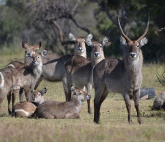 Waterbuck for sale