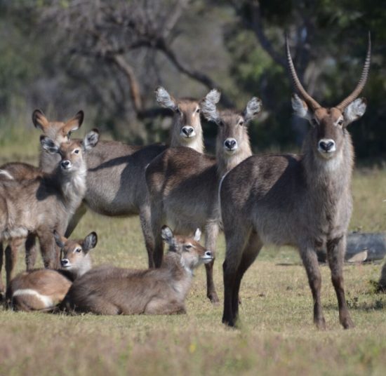 Waterbuck for sale