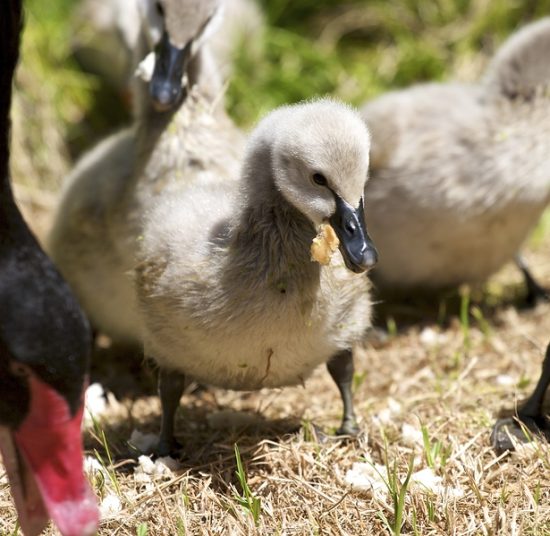 Black Swans for Sale