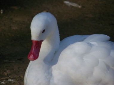 Coscoroba Swans for Sale