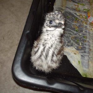 Emus for Sale