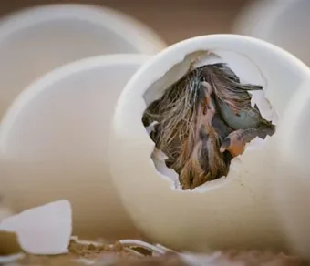 Ostrich Eggs (Fertile)