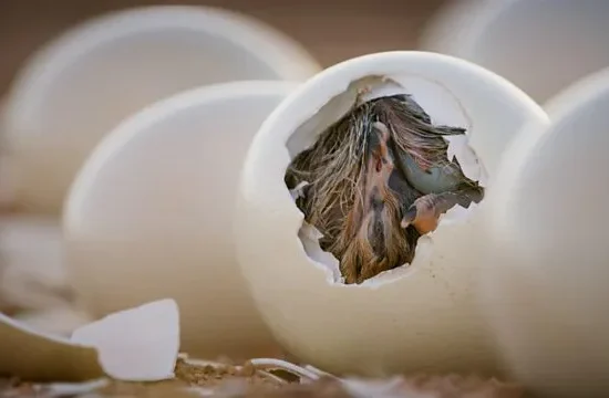 Ostrich Eggs (Fertile)