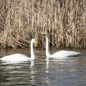 Whooper Swans for Sale